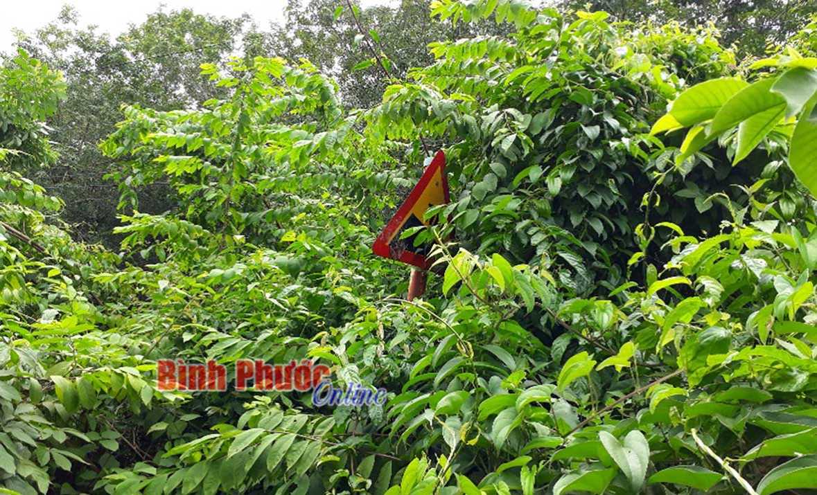 Biển báo “trốn” nắng Biển báo “trốn” nắng