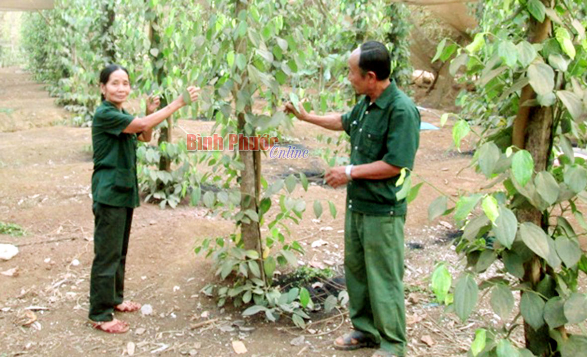Cựu nữ TNXP xã Thanh An giúp nhau phát triển kinh tế