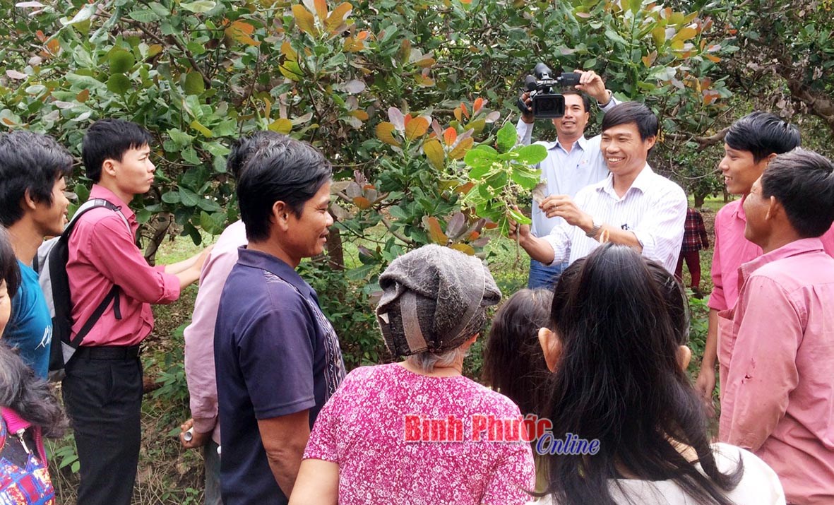 Tín hiệu vui cho vụ điều 2017-2018
