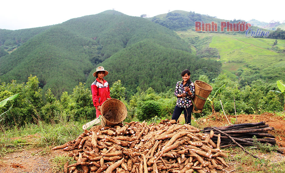 baoin2493312082015111943.jpg