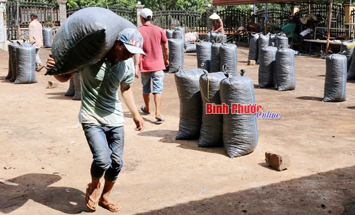 Nhọc nhằn công việc phơi điều Nhọc nhằn công việc phơi điều