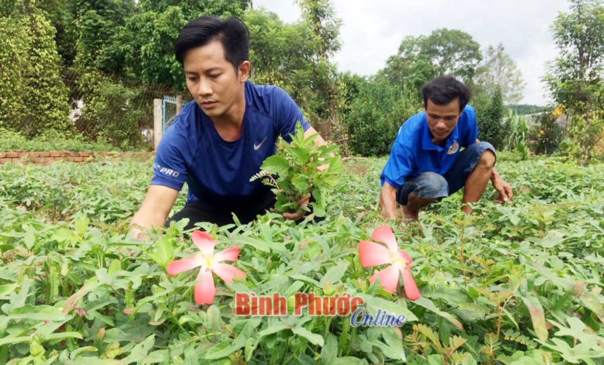 Bảo tồn, phát triển kinh tế từ nguồn gen cây trồng quý hiếm