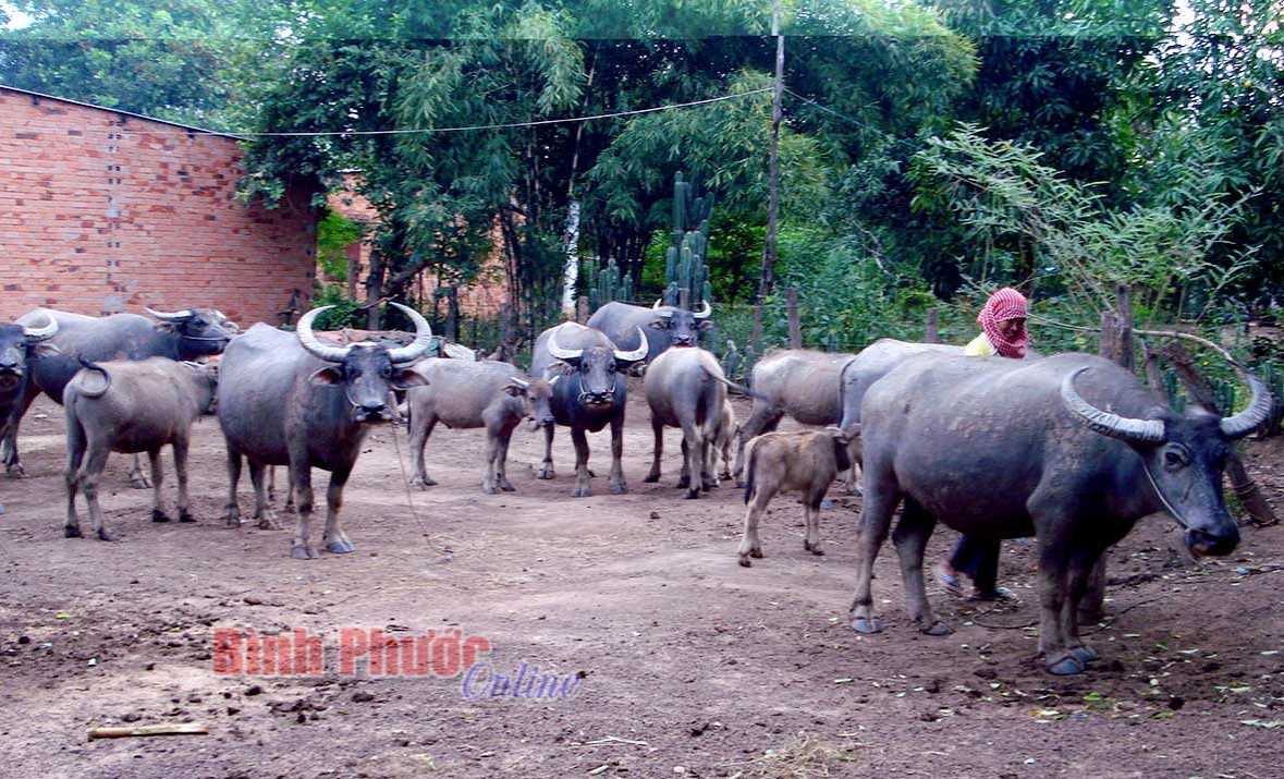 Kinh nghiệm trong chăn nuôi của người Mơnông ở Bình Phước