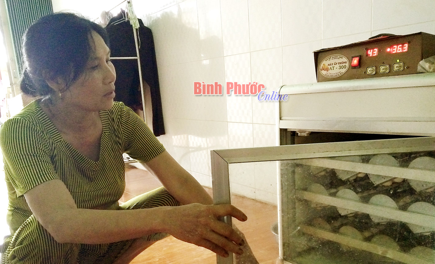 Cựu chiến binh Mai Thị Chép làm kinh tế giỏi