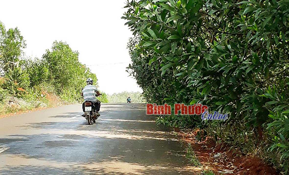 Cây dại tấn công tỉnh lộ 753