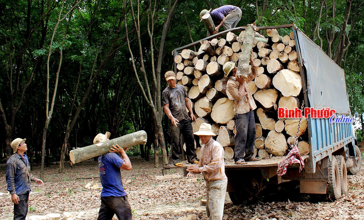 Cao su thời giá mủ “xuống đáy”, giá gỗ “kịch trần” (Bài 1)