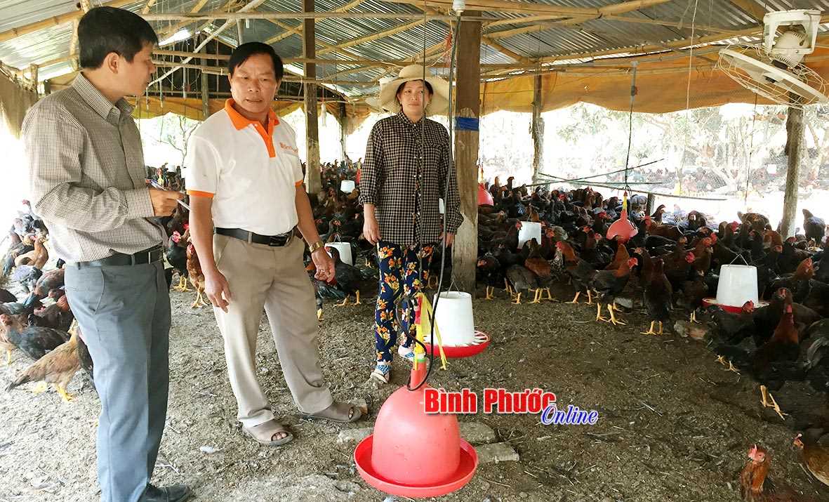 Người chăn nuôi gặp khó vì gà không thể tiêu thụ