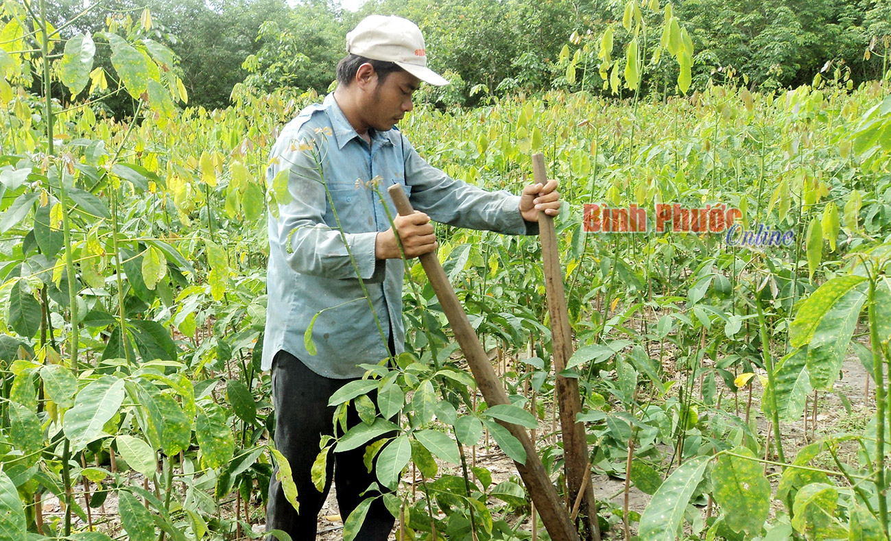 Cao su giống thời mủ rớt giá (Bài 1)