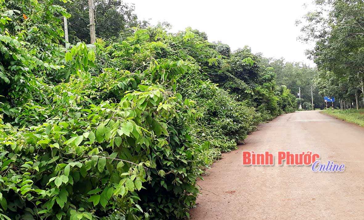 Cây dại lấn đường Cây dại lấn đường