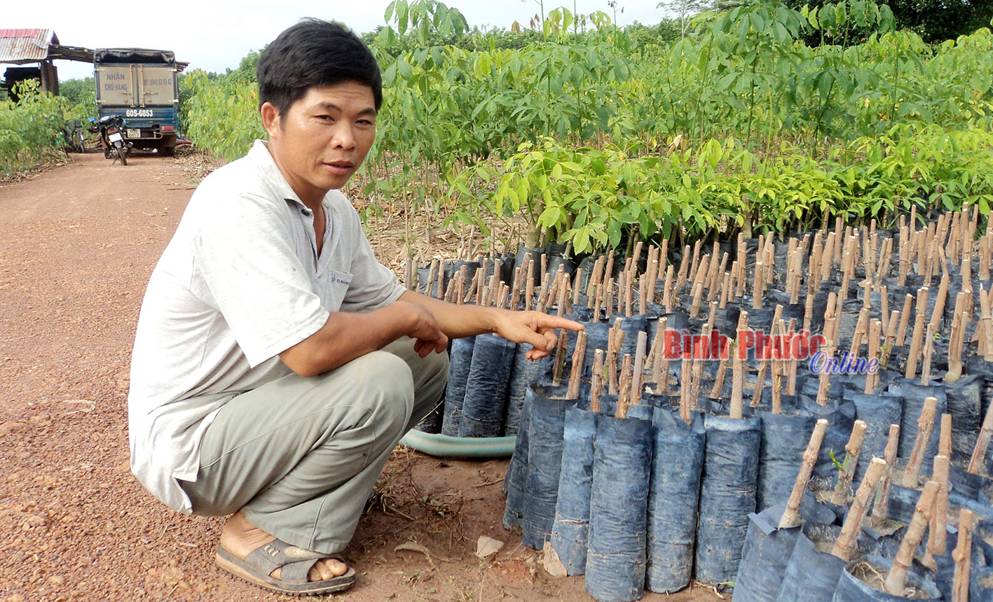 Cao su giống thời mủ rớt giá (Bài cuối)