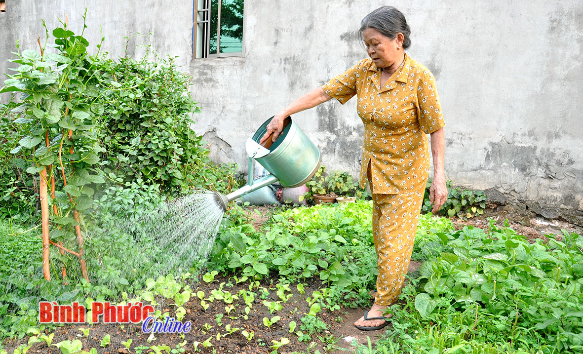 Nở rộ phong trào trồng rau tại nhà Nở rộ phong trào trồng rau tại nhà
