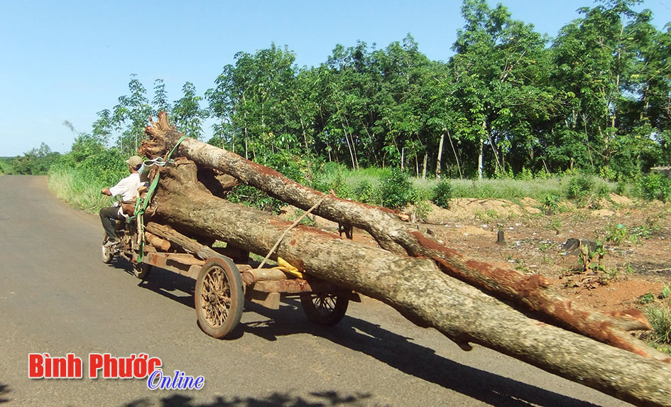 Xe máy tự chế kéo gỗ nguy hiểm Xe máy tự chế kéo gỗ nguy hiểm