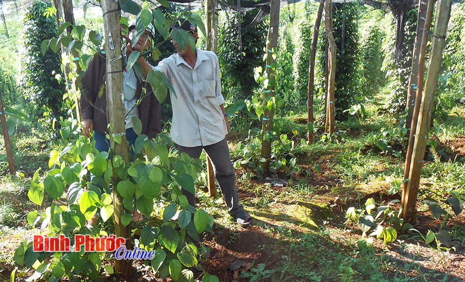 Nông dân đang mạo hiểm với hồ tiêu giống lạ Malaysia