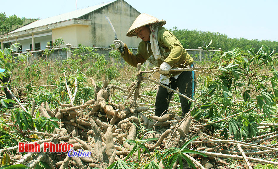 Người trồng mì đang “cõng” nhiều nỗi lo