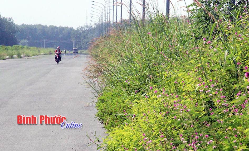 Chơn Thành: Cỏ dại “tấn công” đường Chơn Thành: Cỏ dại “tấn công” đường