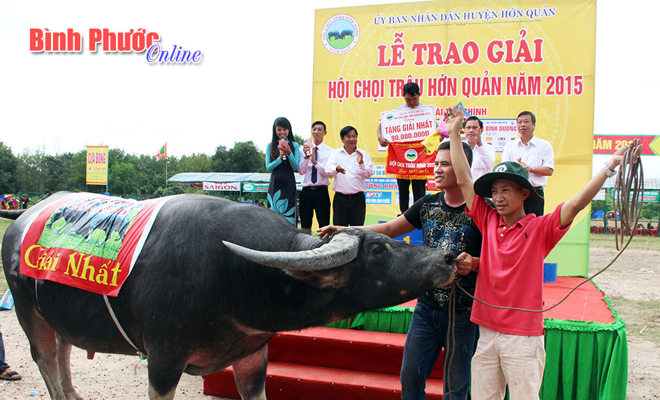 Tưng bừng hội chọi trâu Hớn Quản năm 2015