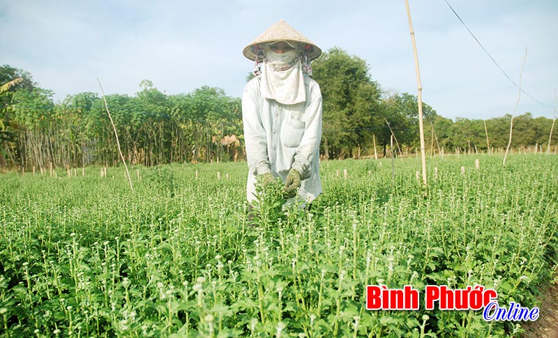 Trồng hoa tết - kiếm tiền trăm triệu dịp cuối năm