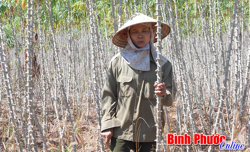 baoinso23545.jpg