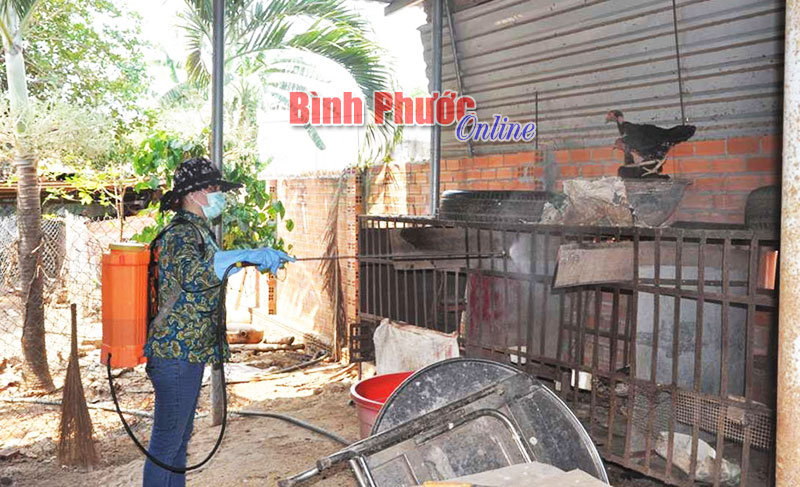Bình Phước chủ động phòng chống dịch trên gia súc, gia cầm Bình Phước chủ động phòng chống dịch trên gia súc, gia cầm