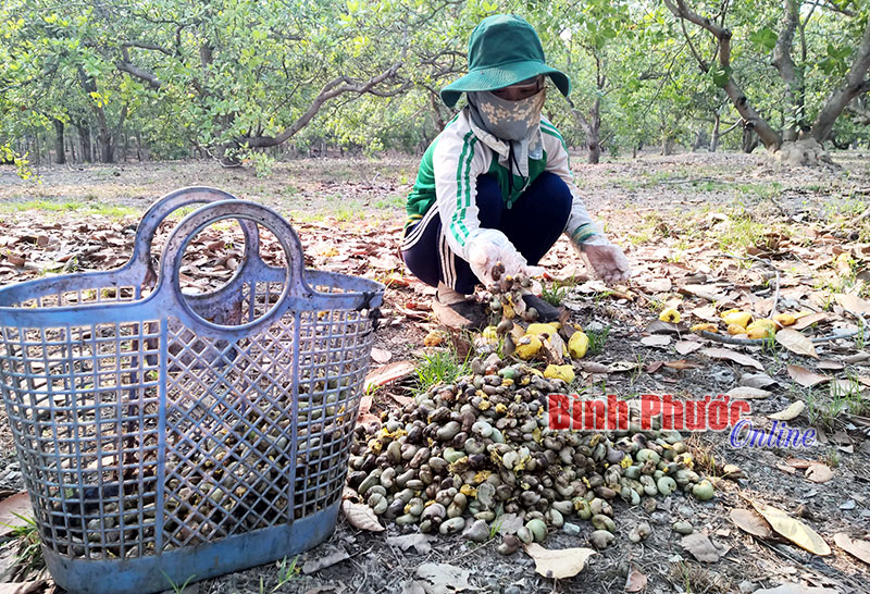 Cây điều có phụ nhà nông?! (Bài 1) Cây điều có phụ nhà nông?! (Bài 1)