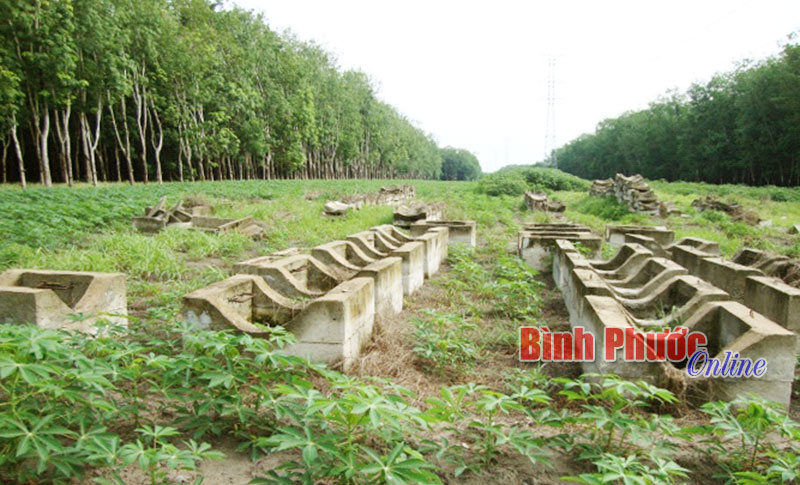 baoinso23927.jpg