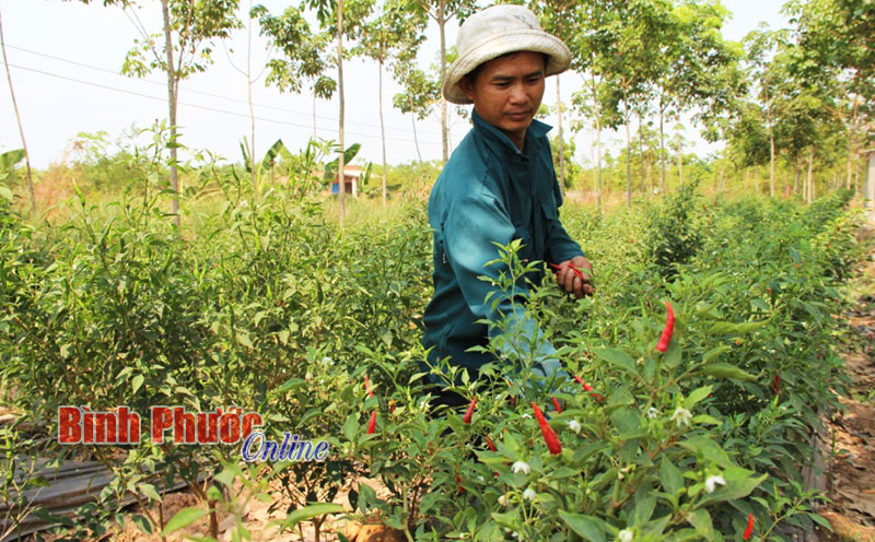 Xen canh - giảm nỗi lo thất mùa, mất giá Xen canh - giảm nỗi lo thất mùa, mất giá