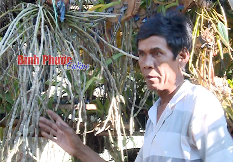 Đồng bào Khơme thu nhập khá nhờ… lan rừng