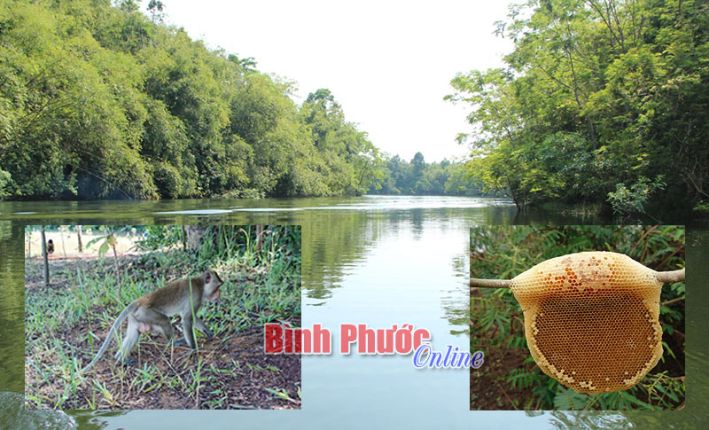 Tiếng gọi từ thượng nguồn