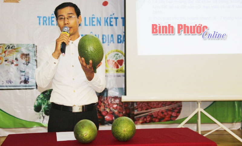 Liên kết trồng gấc theo chuỗi giá trị - hướng mới cho nông dân