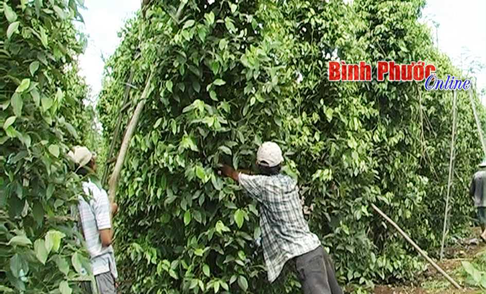 Gió lốc gây thiệt hại 10 tỷ đồng