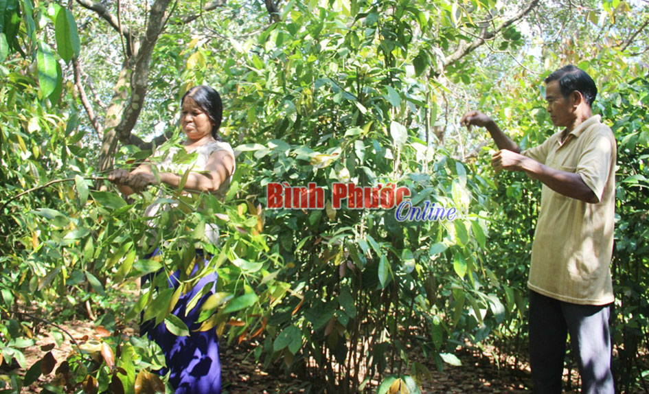 Đưa rau nhíp từ rừng về vườn Đưa rau nhíp từ rừng về vườn