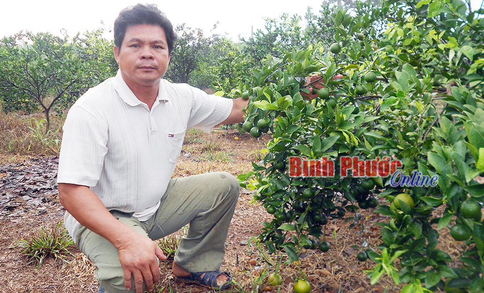 Thu nhập cao từ cây quýt đường
