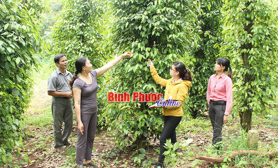 Hiệu quả từ mô hình đa cây, đa con Hiệu quả từ mô hình đa cây, đa con