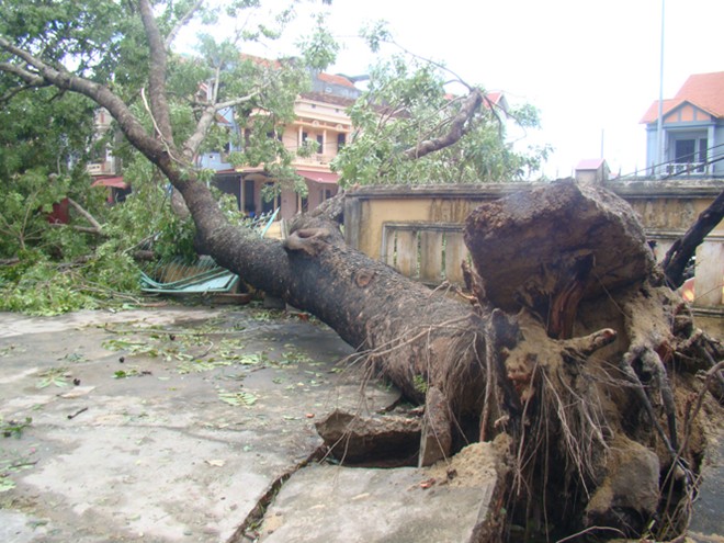 baoso10_7.jpg