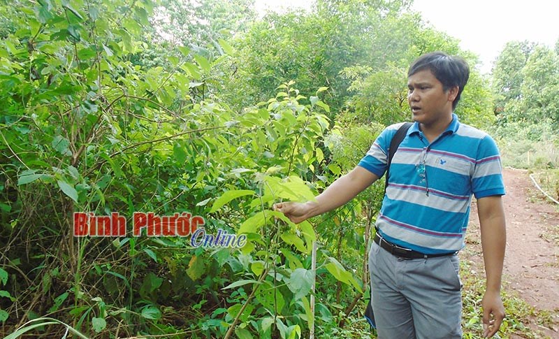Bảo tồn và phát triển nguồn gen thảo dược ở Vườn quốc gia Bù Gia Mập Bảo tồn và phát triển nguồn gen thảo dược ở Vườn quốc gia Bù Gia Mập