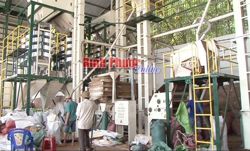 Bảo vệ thương hiệu “hồ tiêu Lộc Ninh” Bảo vệ thương hiệu “hồ tiêu Lộc Ninh”