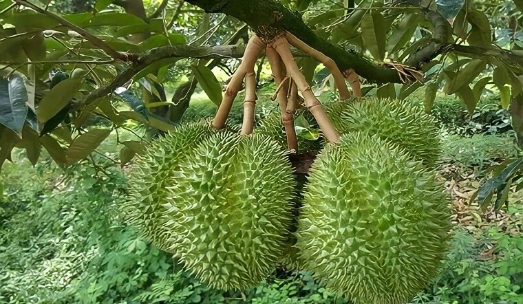 Bắt đầu từ tư duy nhà nông