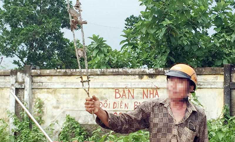 Tận diệt chim trời Tận diệt chim trời