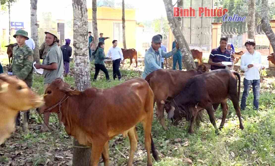 25 hộ dân tộc thiểu số nghèo được tặng bò sinh sản 25 hộ dân tộc thiểu số nghèo được tặng bò sinh sản