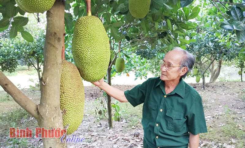 Bệnh binh Lê Ngọc Thịnh làm kinh tế giỏi Bệnh binh Lê Ngọc Thịnh làm kinh tế giỏi