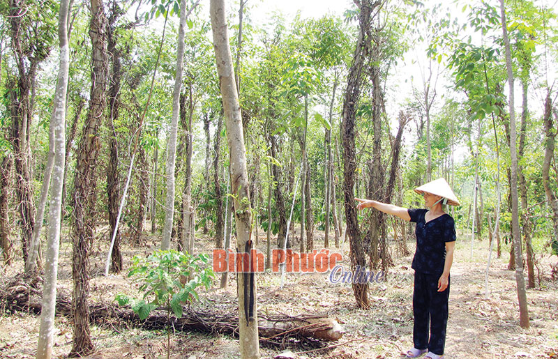 Cần phòng trừ bệnh chết nhanh, chết chậm trên cây tiêu Cần phòng trừ bệnh chết nhanh, chết chậm trên cây tiêu