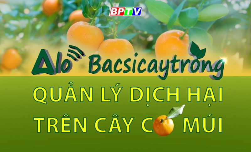 Alo Bác sĩ cây trồng số thứ 3: Phòng và điều trị dịch hại trên cây có múi Alo Bác sĩ cây trồng số thứ 3: Phòng và điều trị dịch hại trên cây có múi