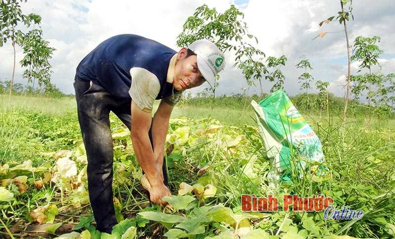Bí đỏ mất mùa, rớt giá