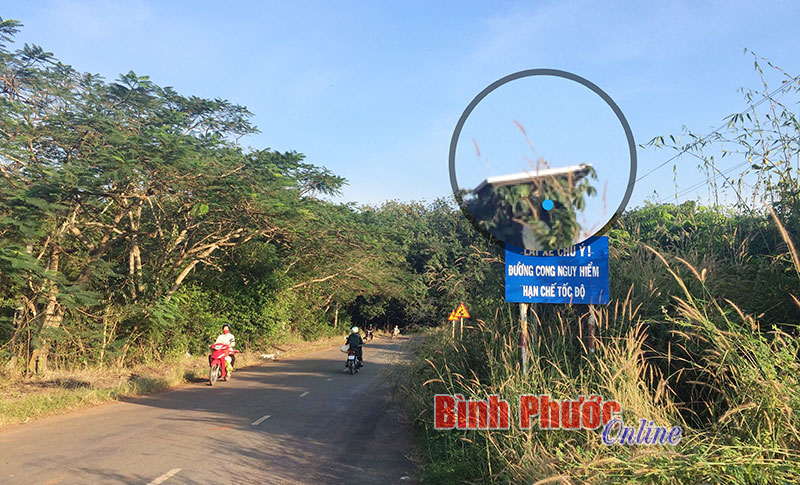 Biển báo núp lùm cây