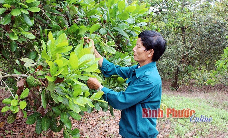 “Bí kíp” trồng điều của nhà nông Phan Viết Hùng