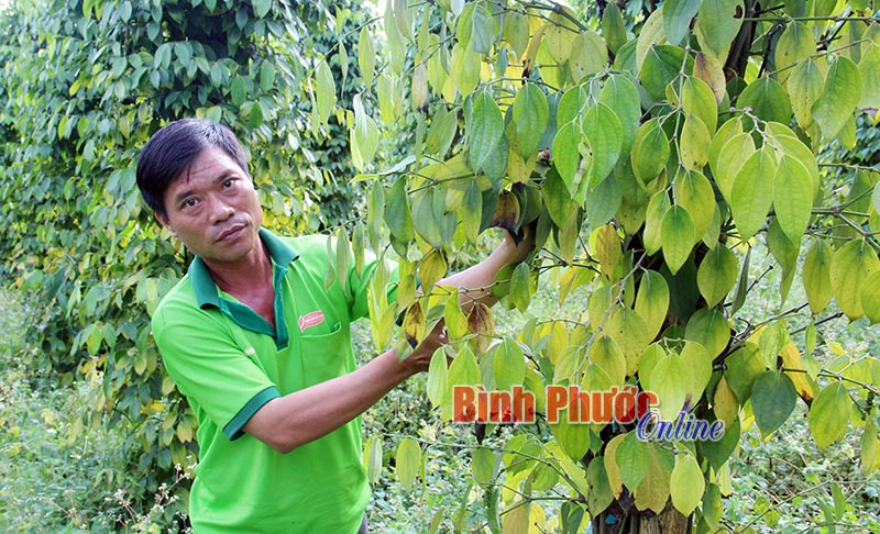 binhhoa21112017041530.jpg