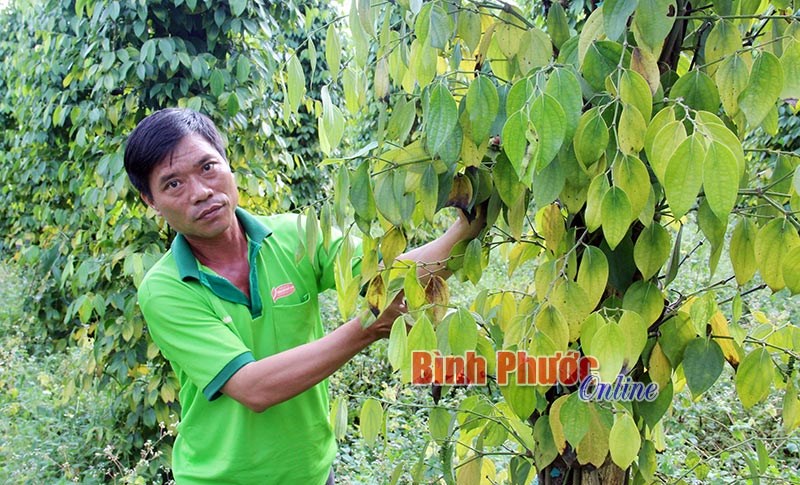 Nỗi lo của người dân thôn Bình Hòa Nỗi lo của người dân thôn Bình Hòa