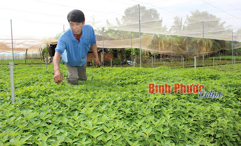 Bứt phá trong xây dựng nông thôn mới ở Bình Long Bứt phá trong xây dựng nông thôn mới ở Bình Long