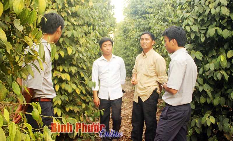 Bình Phước - vùng nguyên liệu tiêu bền vững Bình Phước - vùng nguyên liệu tiêu bền vững