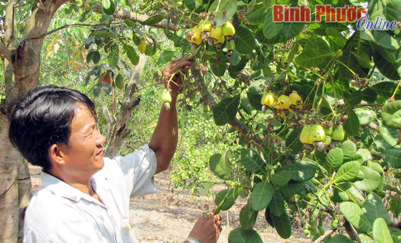 Tỉnh Bình Phước có 1.272 tổ hợp tác xã Tỉnh Bình Phước có 1.272 tổ hợp tác xã